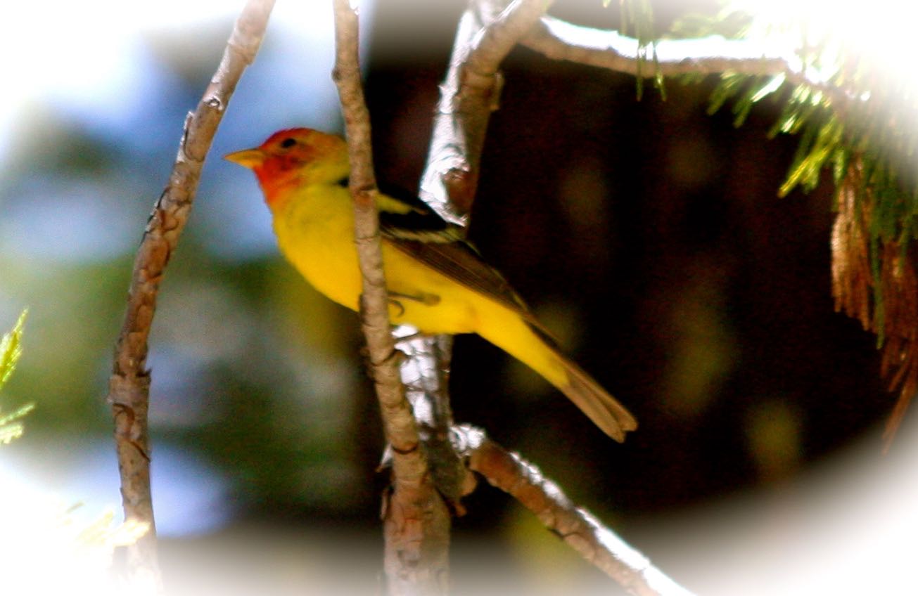 bird1