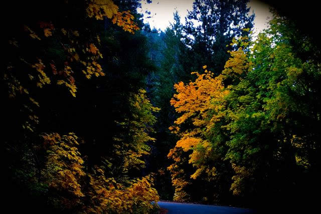 Fall Colors